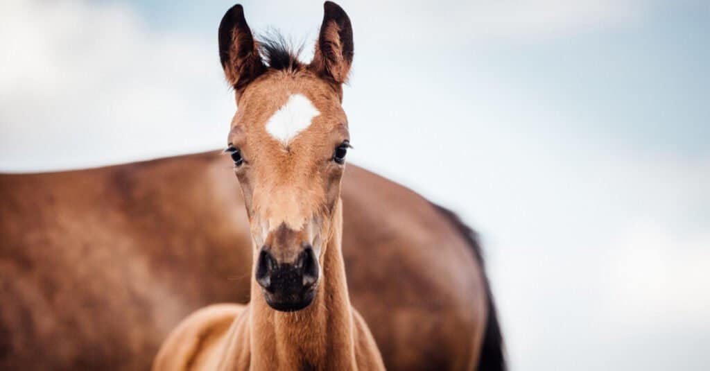 Come si chiama un cavallino... puledro