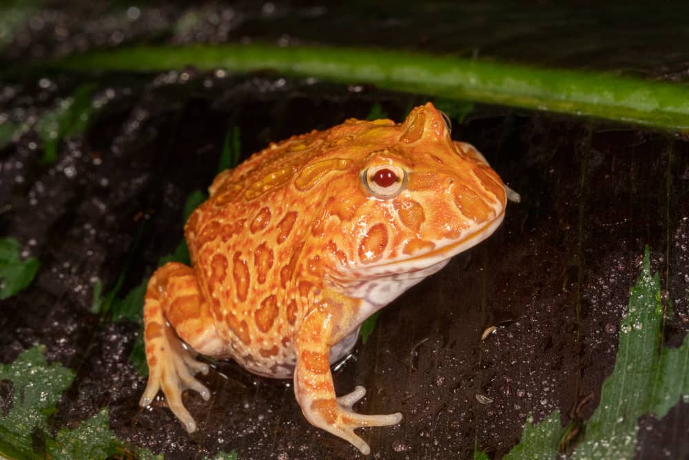 Fragola Ananas Albino morph della Rana Pac Man