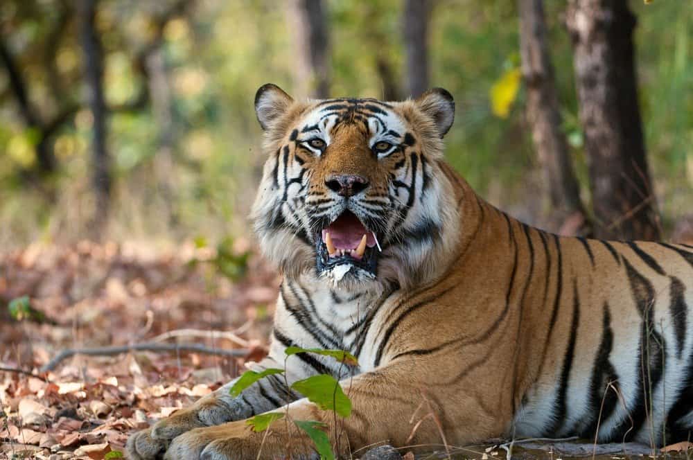 Tigre reale del Bengala