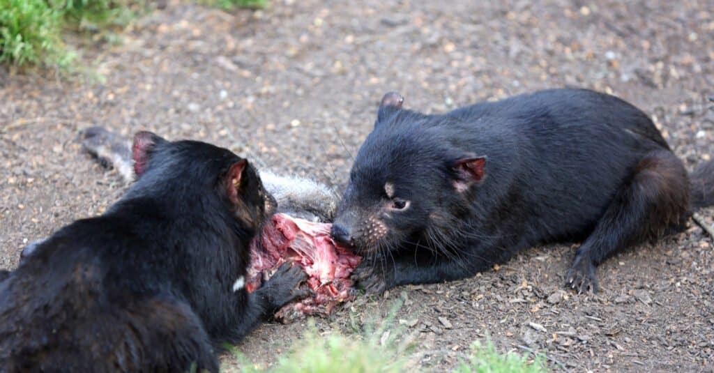Cosa mangiano i diavoli della Tasmania - I diavoli della Tasmania mangiano