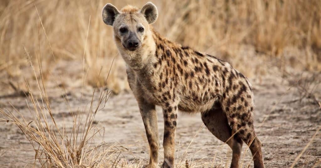 Predatori di struzzi