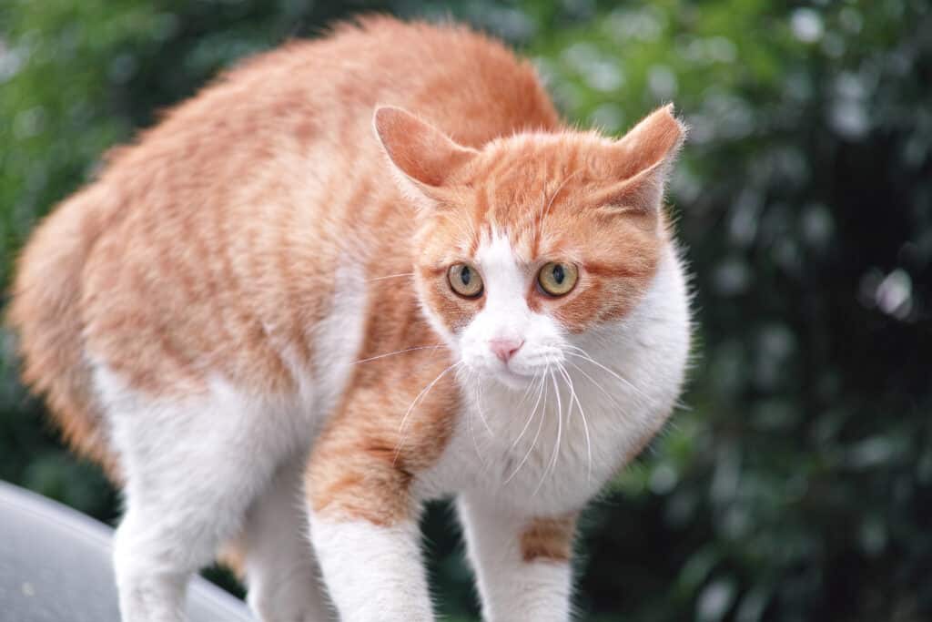 gatto che è ansioso o stressato