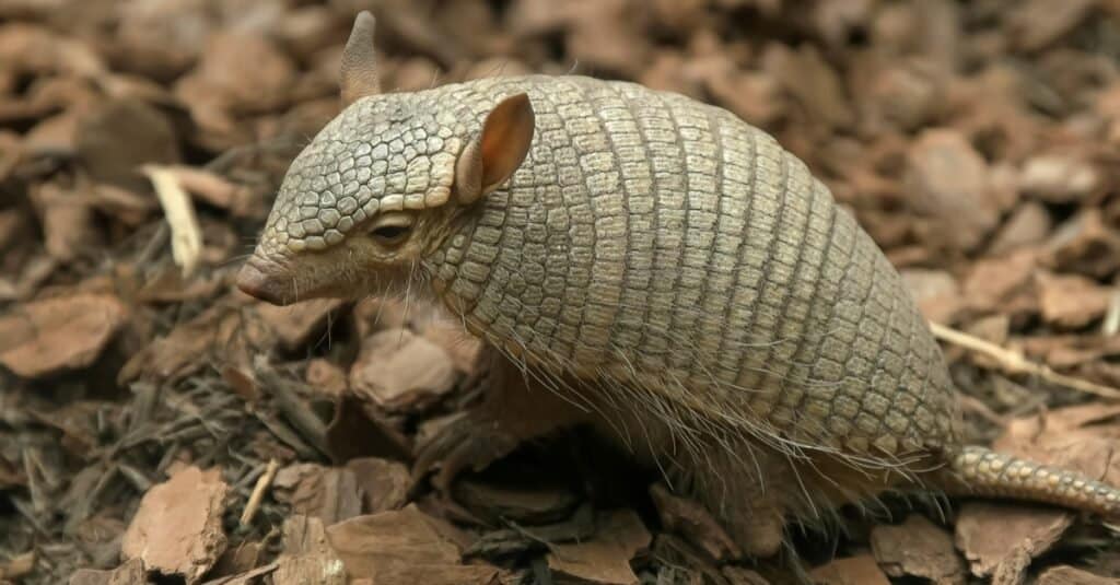 Nomi di animali divertenti