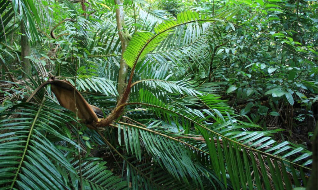 rattan contro bambù