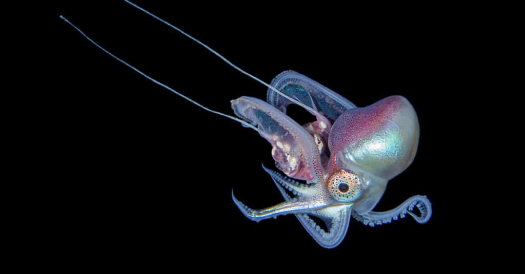 Di fronte a molteplici predatori, tra cui pesci, uccelli e balene, i polpi sono maestri del camuffamento.