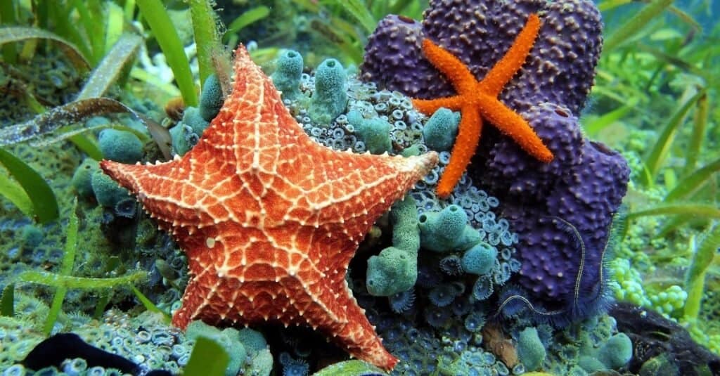 Gli animali più lenti del Nord America