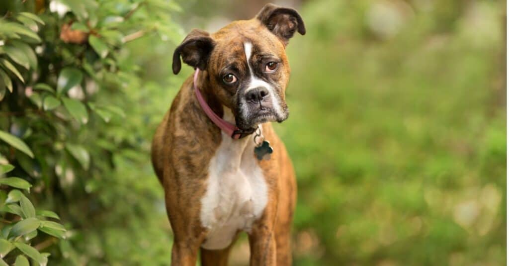 Boxer tigrato in piedi accanto a un cespuglio con la testa inclinata di lato
