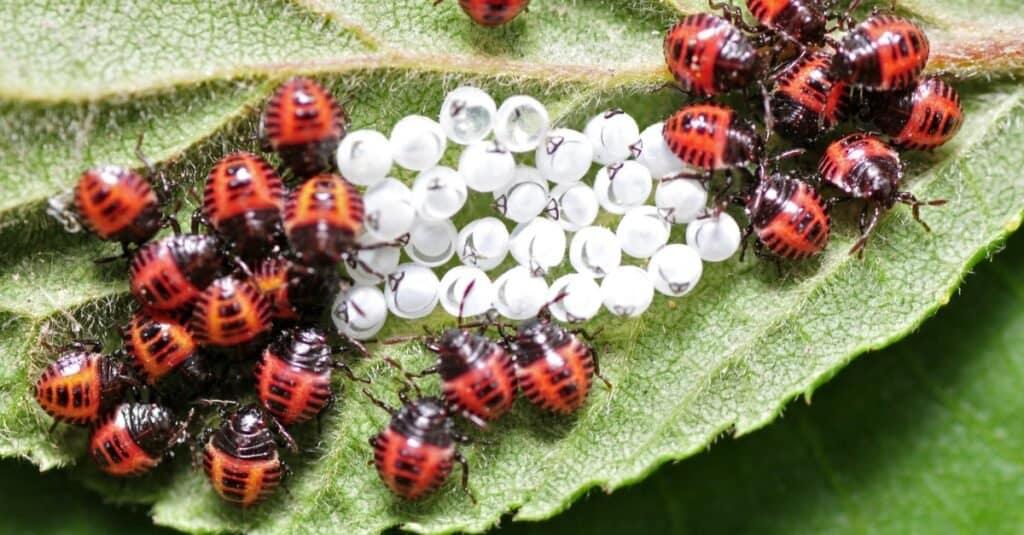 Larve e uova di coccinella su una foglia.