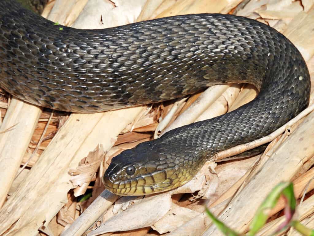 Serpente d'acqua verde della Florida
