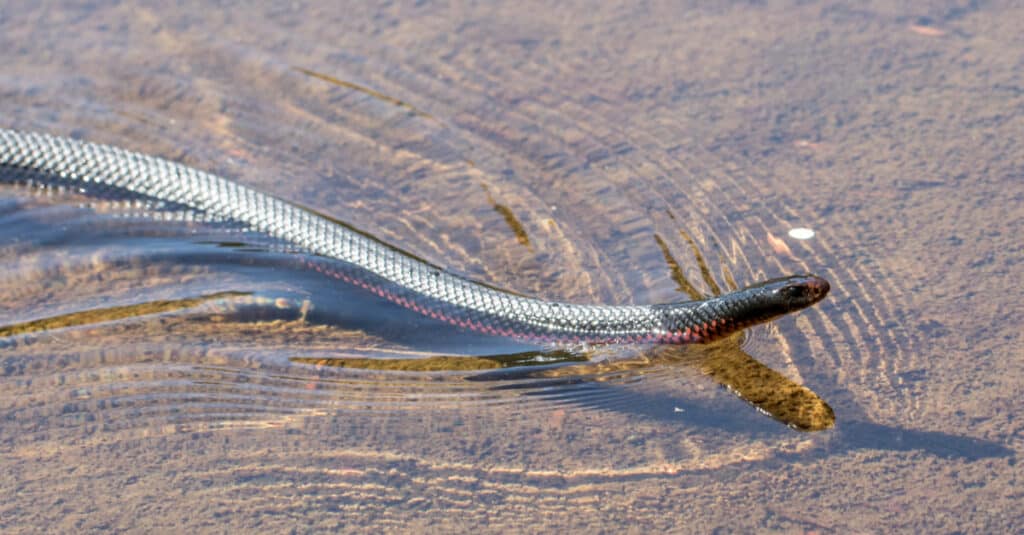 Un serpente nero dal ventre rosso che nuota