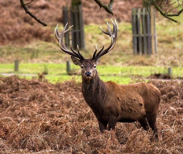 Cervo rosso al Richmond Park