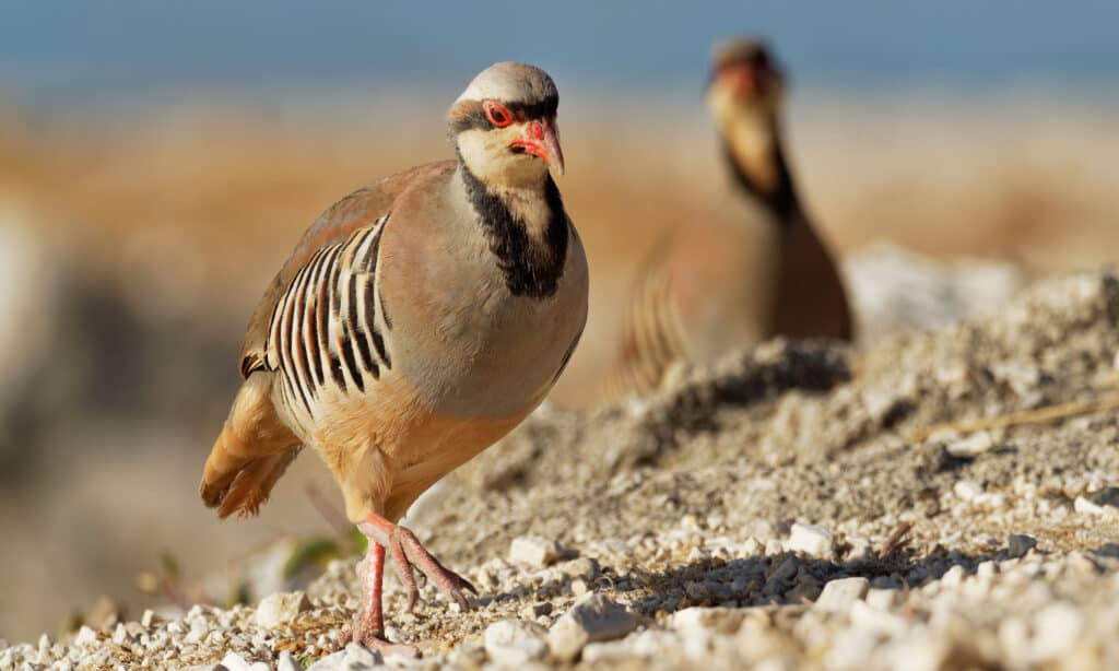 Chukar