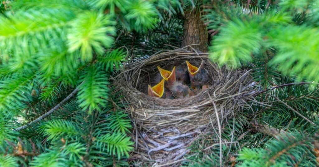 cuccioli di ghiandaia azzurra