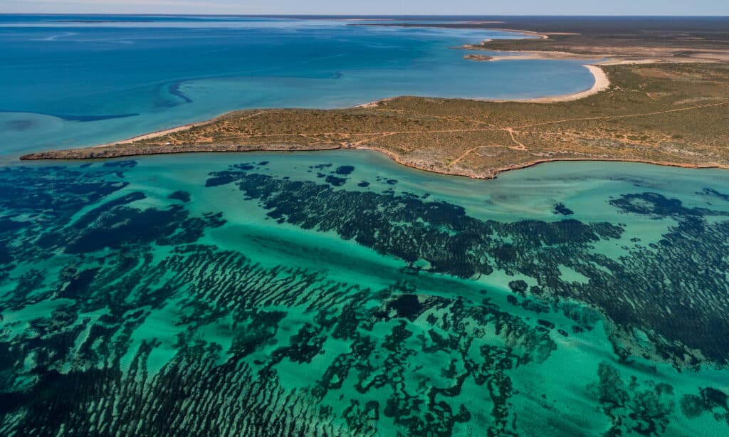 La pianta più grande del mondo è un gigantesco prato di alghe a Shark Bay, in Australia