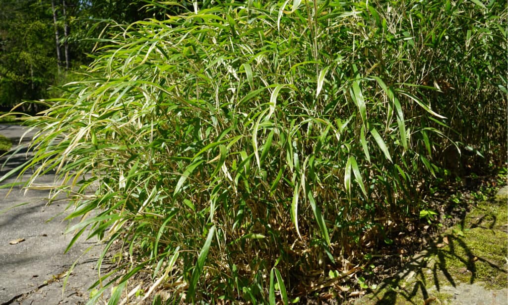 canna di fiume vs bambù
