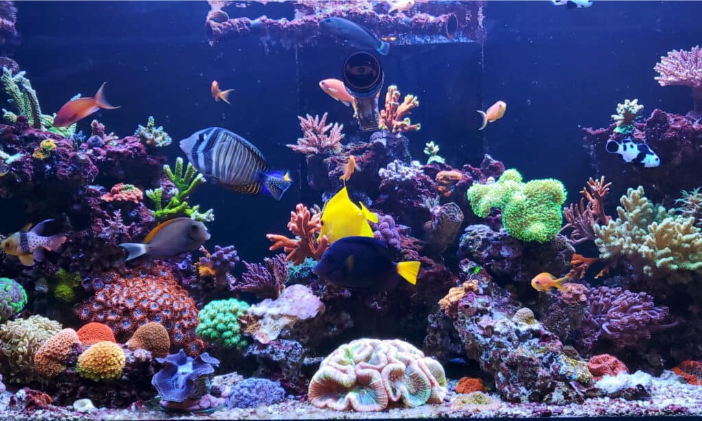 Creatore di onde per il tuo acquario