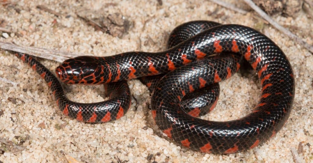 Serpente di fango orientale