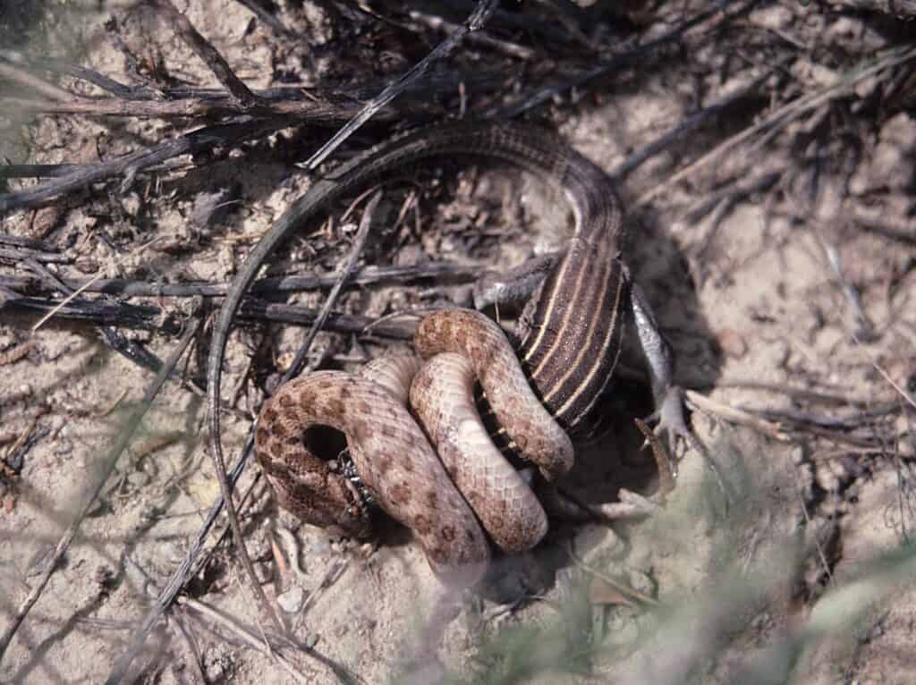 Serpente notturno