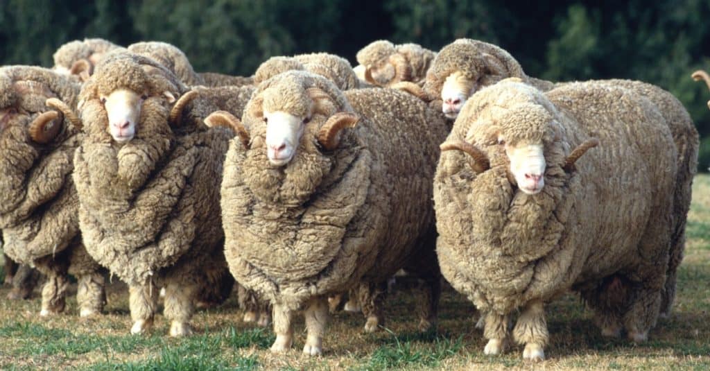 Pecore Merino in Australia
