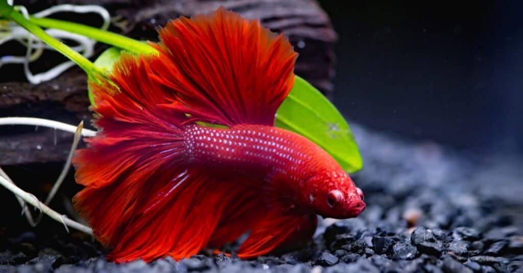 Animali rossi - Pesce combattente siamese