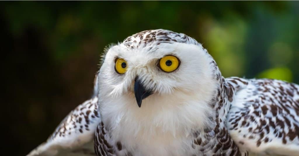 Particolare della testa della civetta delle nevi con gli occhi gialli - Bubo scandiacus