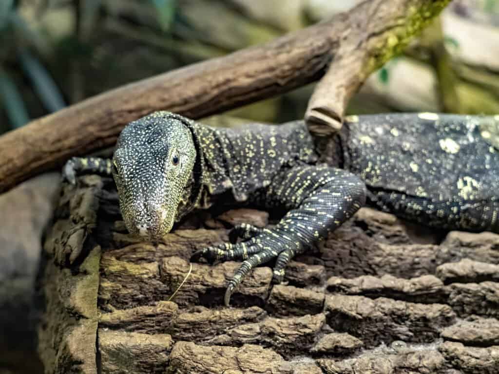 Monitor lucertola vs drago di Komodo