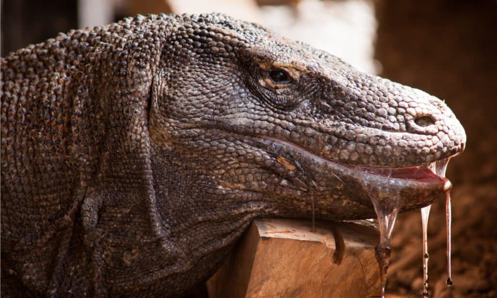 Saliva del drago di Komodo