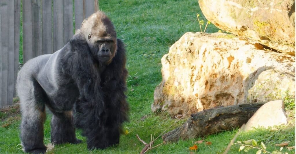 scimpanzé contro gorilla