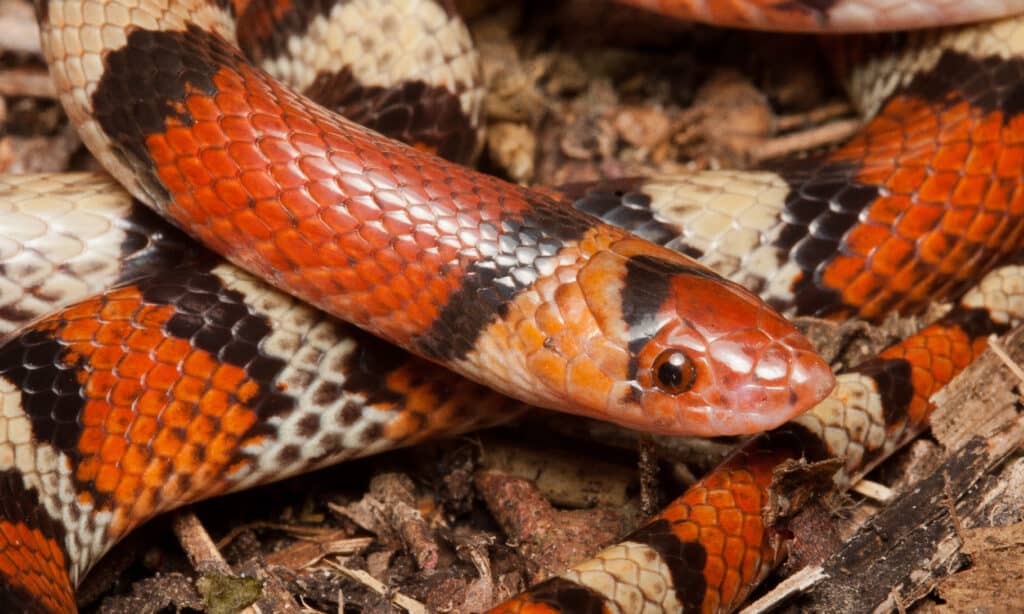 Serpente scarlatto della Florida