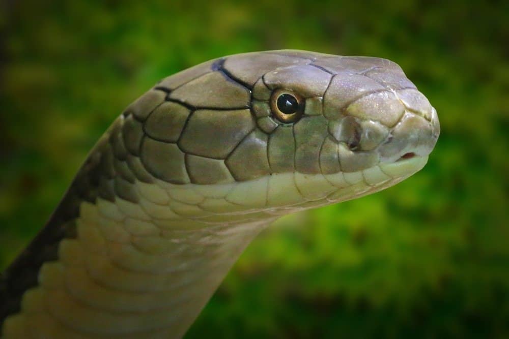 morso di cobra reale