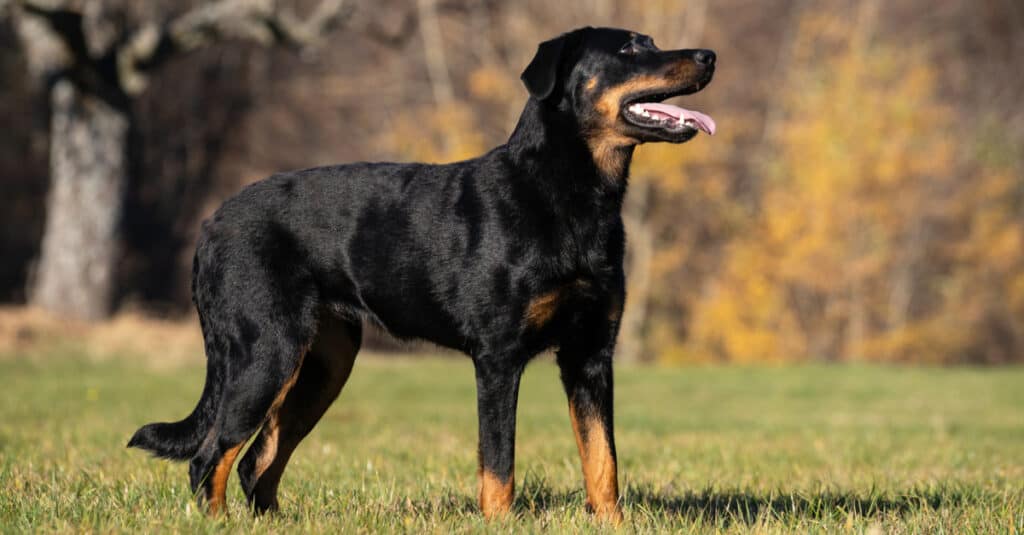 Beauceron si prende una pausa dalla corsa