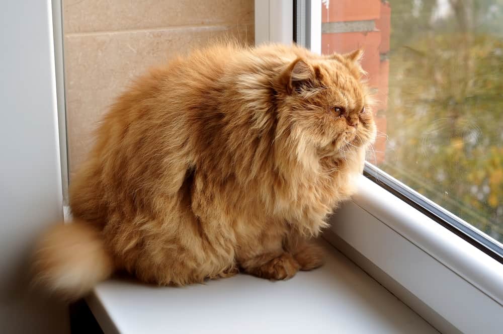 gatto grasso