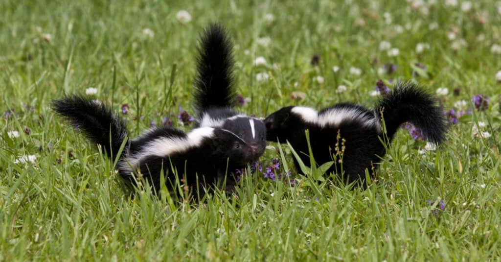 Baby Skunk - Due puzzole