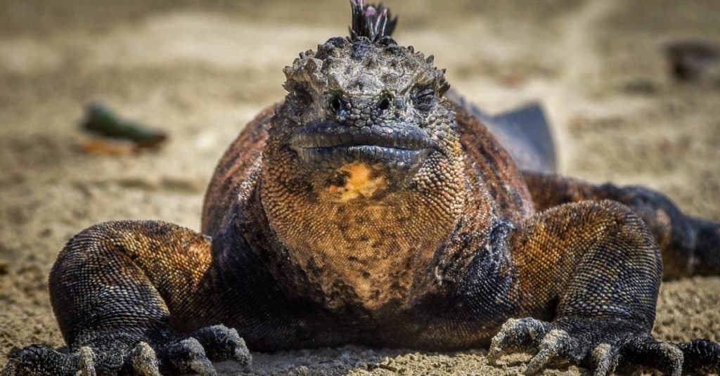L'iguana marina, nota anche come iguana marina delle Galápagos, è una specie di iguana che si trova solo nelle isole Galápagos (Ecuador)
