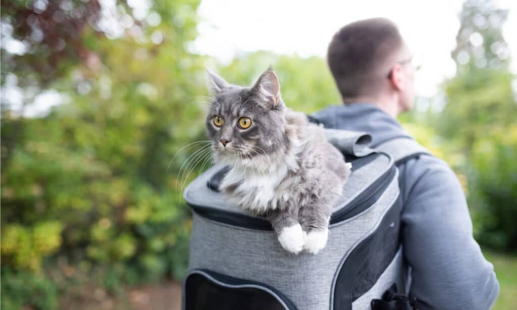 zaino per gatti