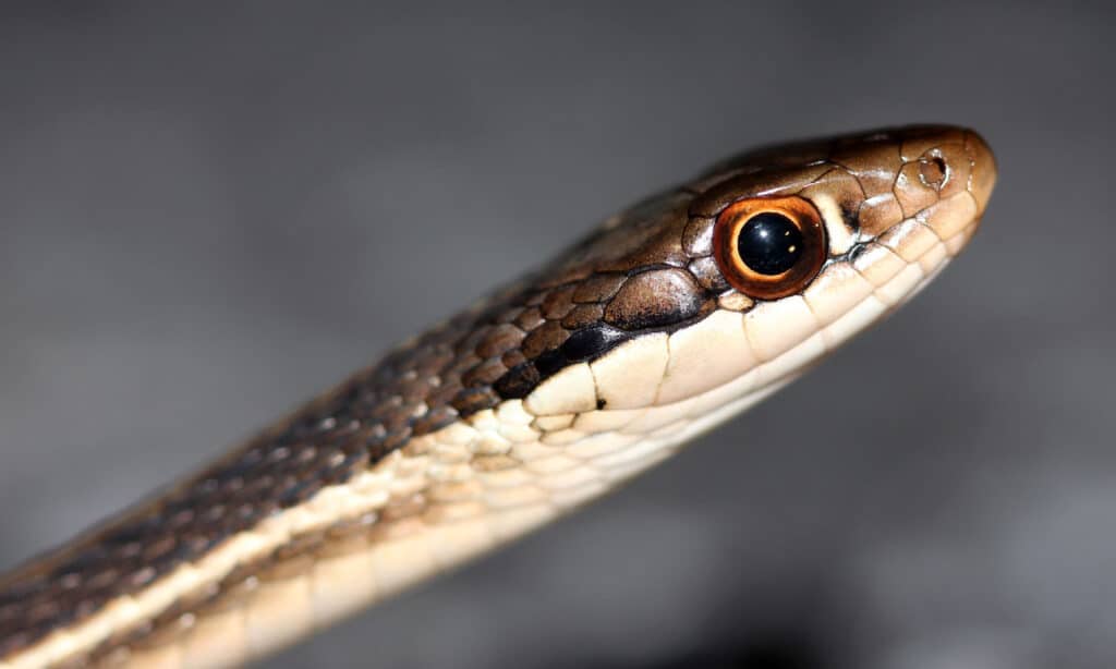 Serpente del nastro del sud