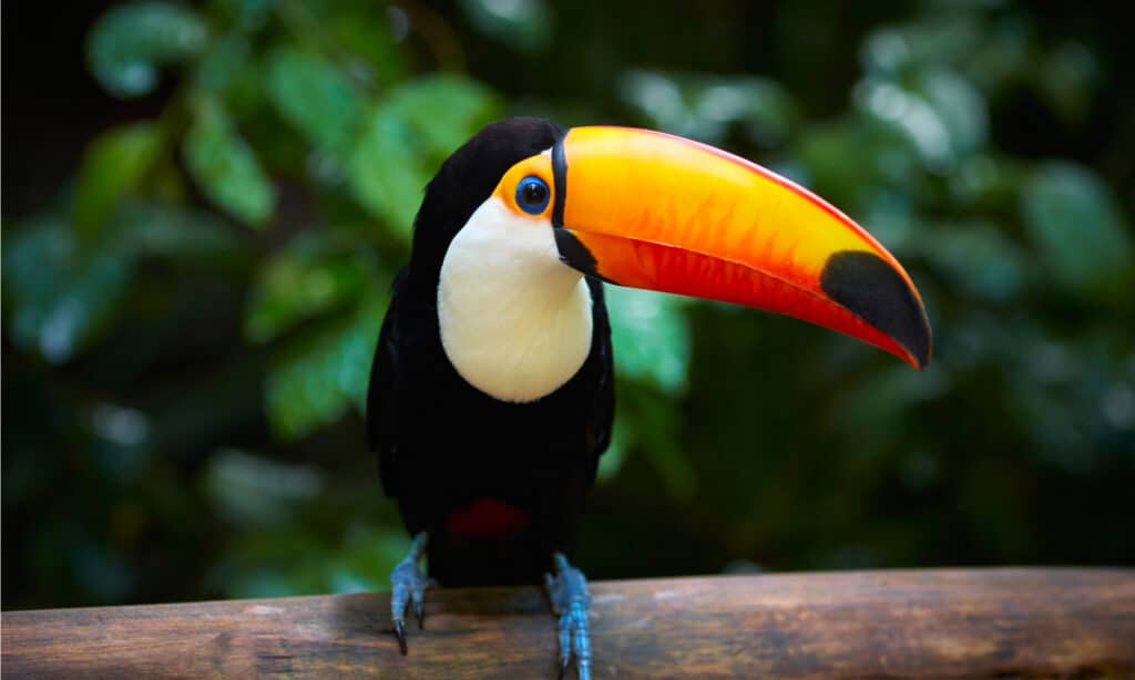 Tucano sul ramo nella foresta tropicale del Brasile.