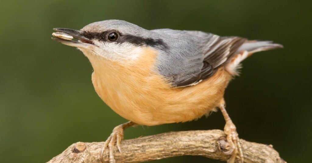 Picchio muratore eurasiatico, Sitta europaea, seduto su un ramo.