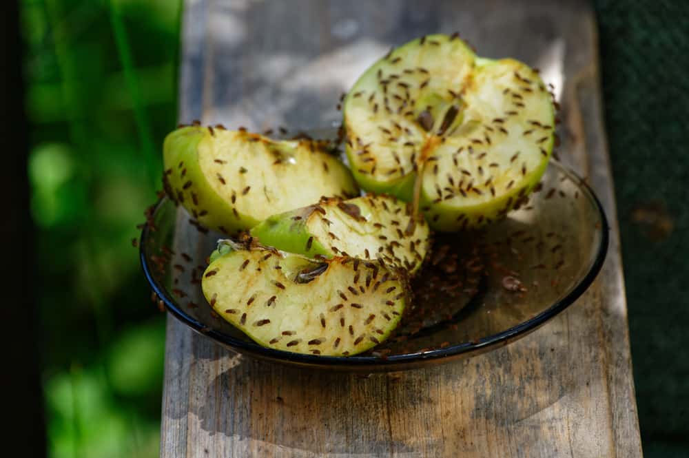 Le mele lasciate all'aperto sono state ricoperte di moscerini della frutta, attratti dal loro succo