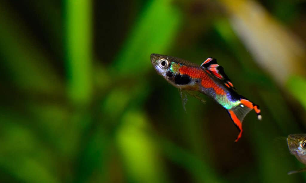 Endler maschio dalla barra nera