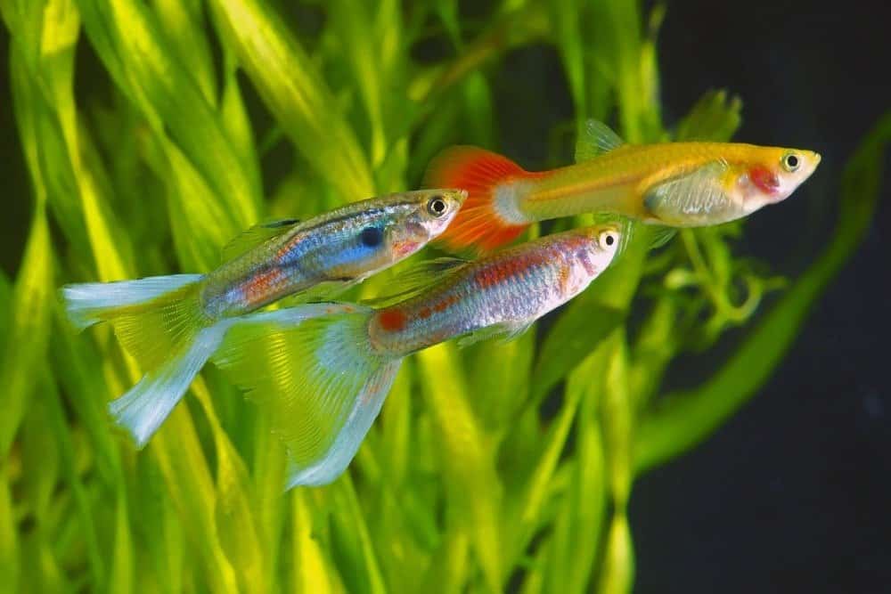 Guppy
