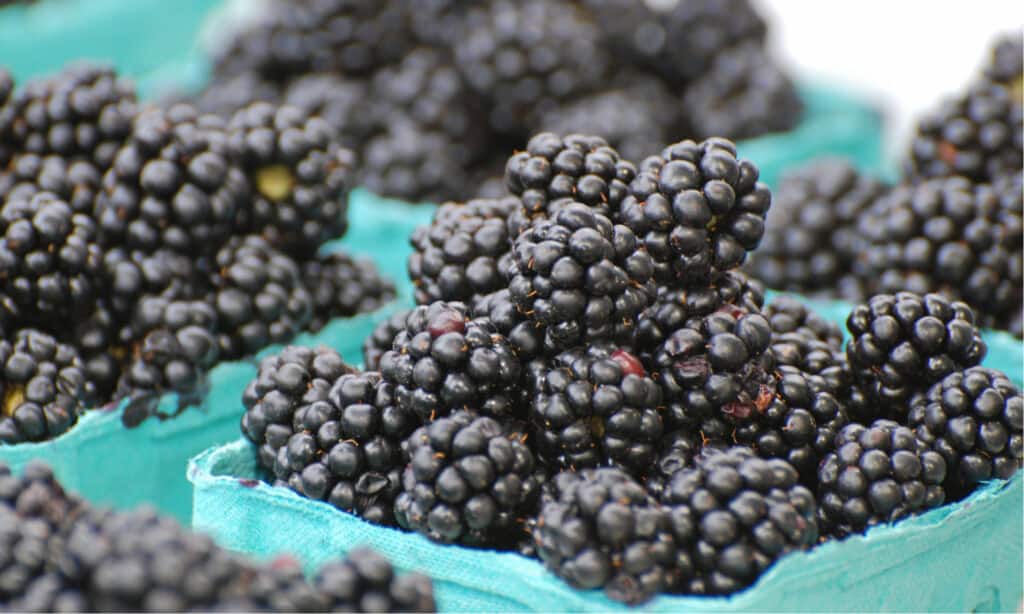 Lampone nero contro Blackberry
