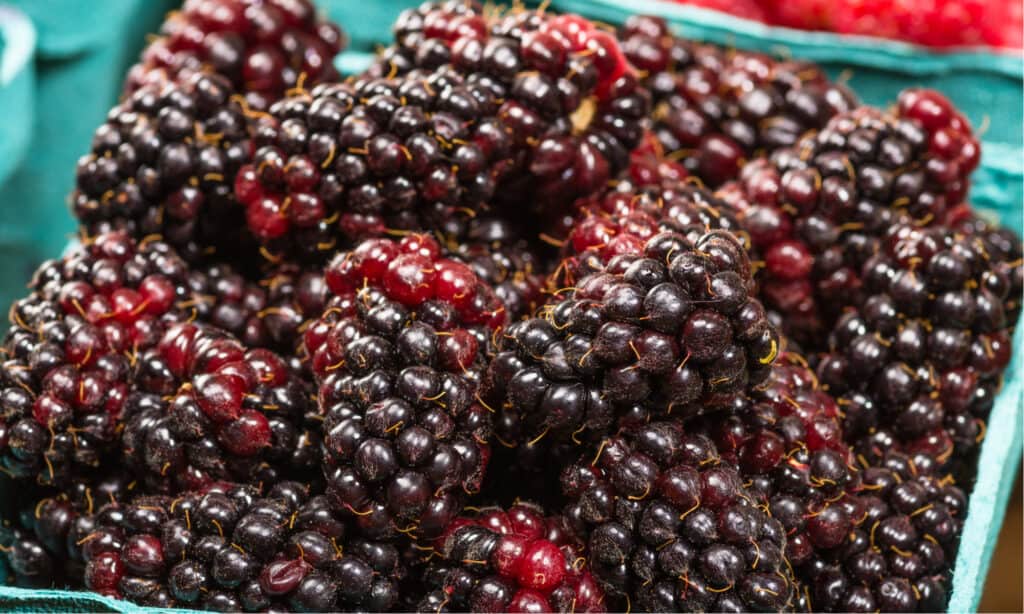 marionberry vs mora