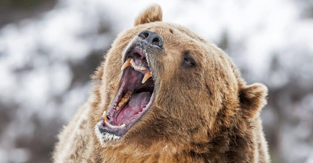 il più grande orso grizzly yellowstone