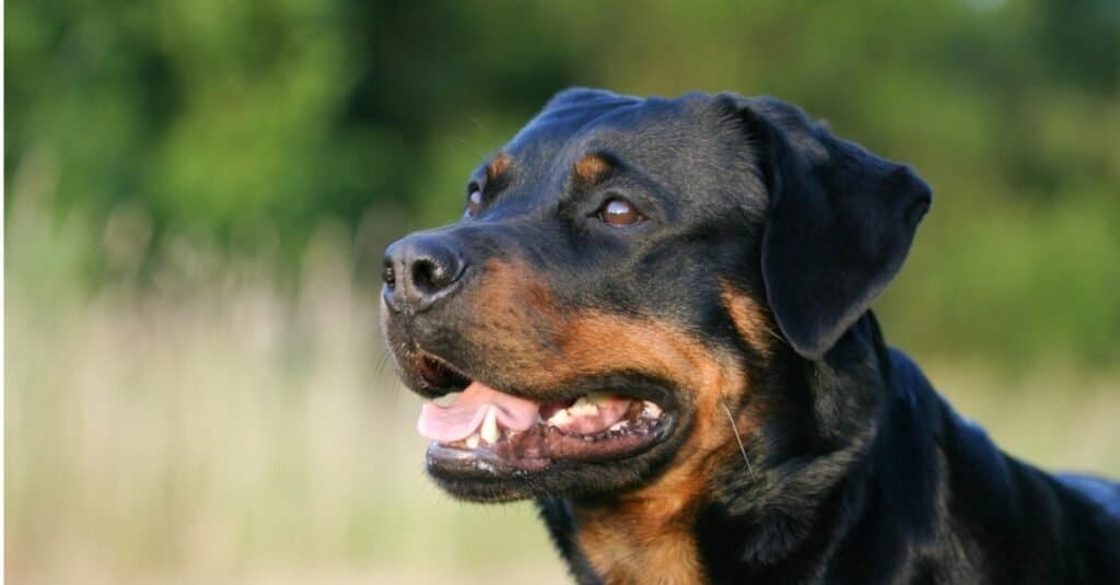 Morso di razza canina più forte - Rottweiler