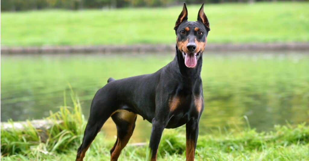 Doberman pinscher in piedi alto con le orecchie dritte
