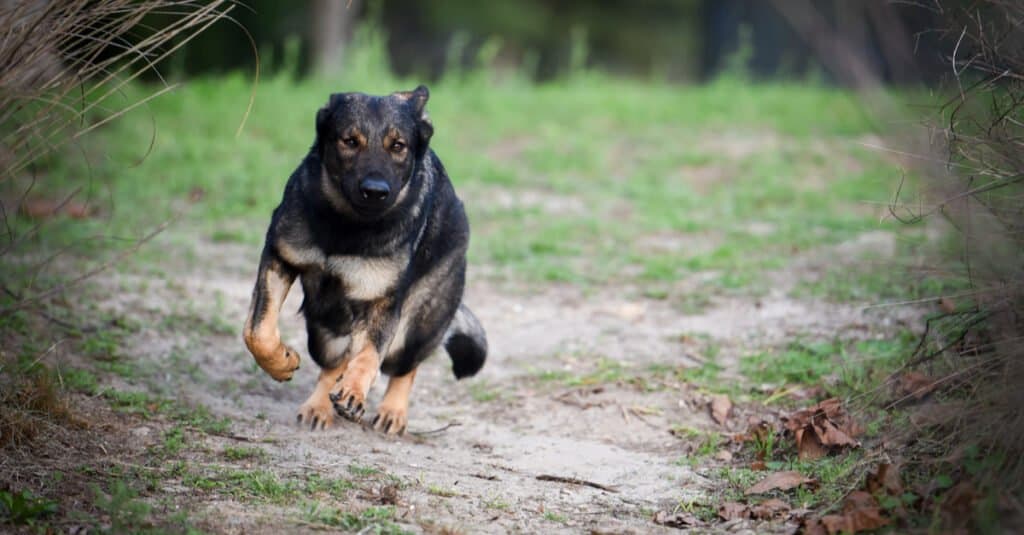 Le migliori razze di cani da proteggere dai leoni di montagna