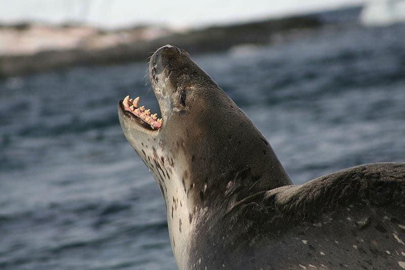 Foca leopardo che va in acqua