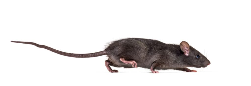 ratto