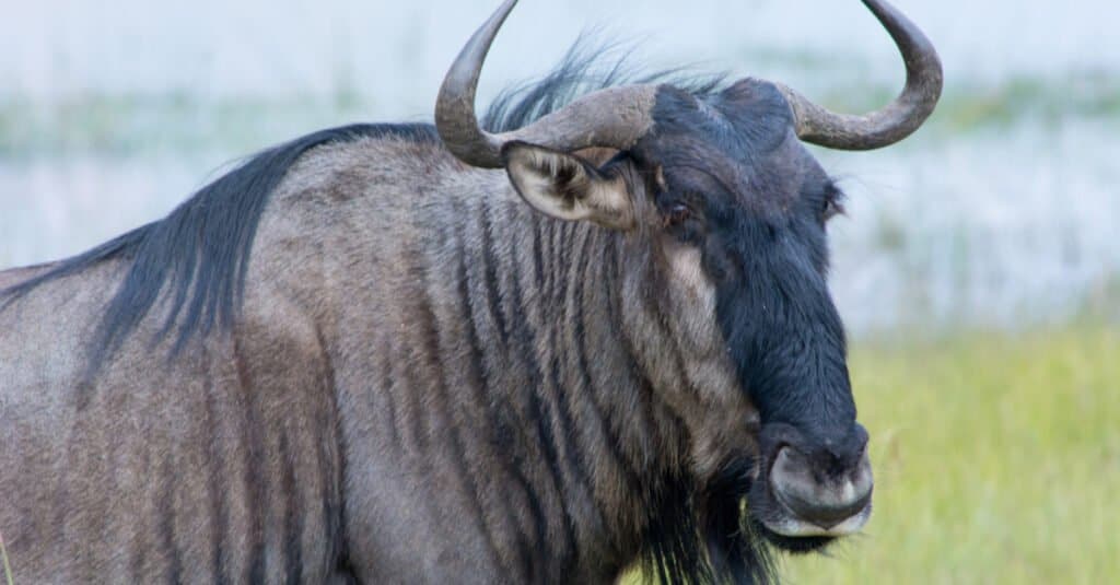 Migrazione animale - gnu